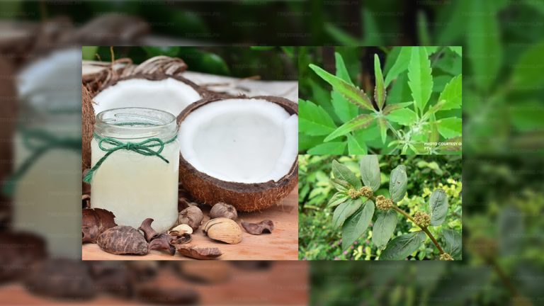 DOST: COVID-19 Clinical Trials for Tawa-tawa, Lagundi, VCO completion by June