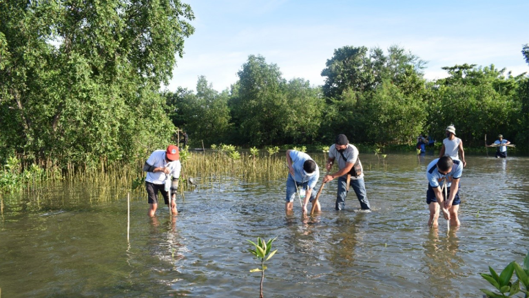 Environmental Groups Call Out DENR for Improper Mangrove Planting in Bohol